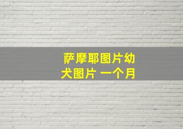 萨摩耶图片幼犬图片 一个月